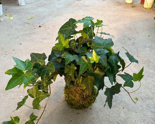 常春藤作为藤本植物有什么特点？