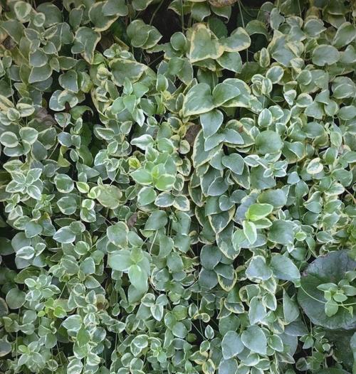 常春藤作为藤本植物有什么特点？