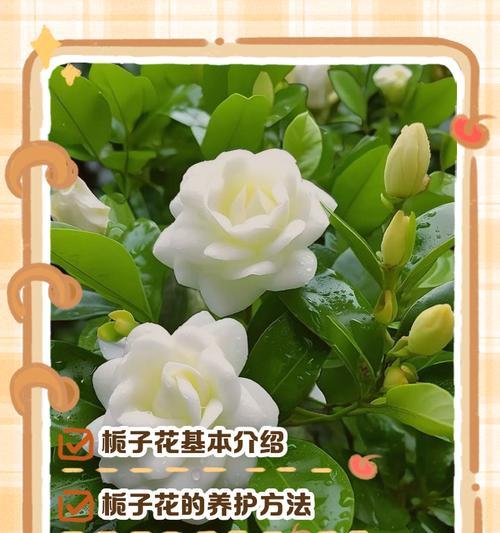 栀子花的花期有多长？