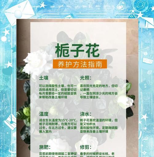 栀子花的花期有多长？
