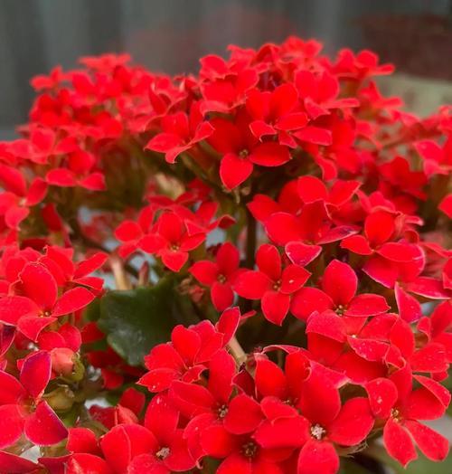 夏季遮阴时如何养护这六种花卉？
