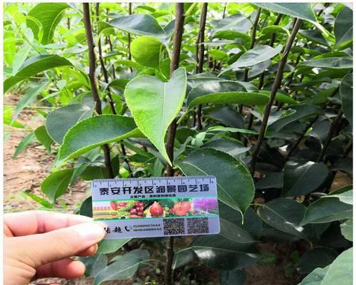 梨子种子如何快速发芽？