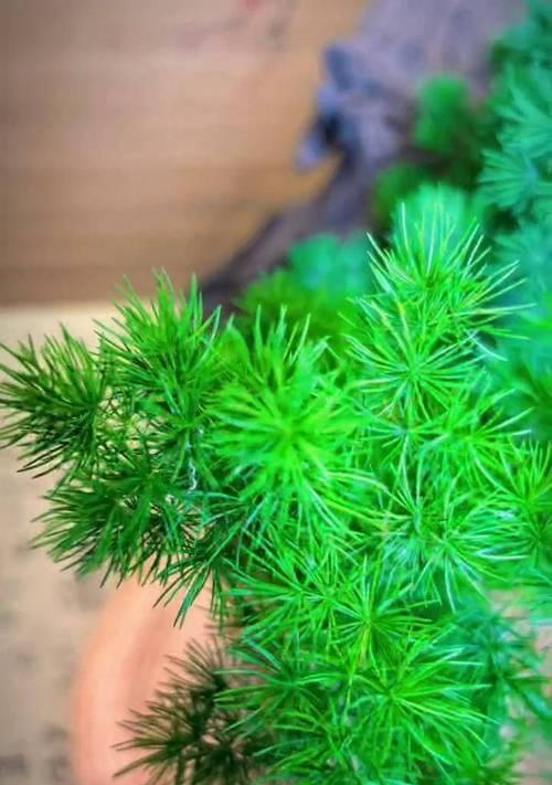 如何让蓬莱松安全越冬？养殖蓬莱松有哪些注意事项？
