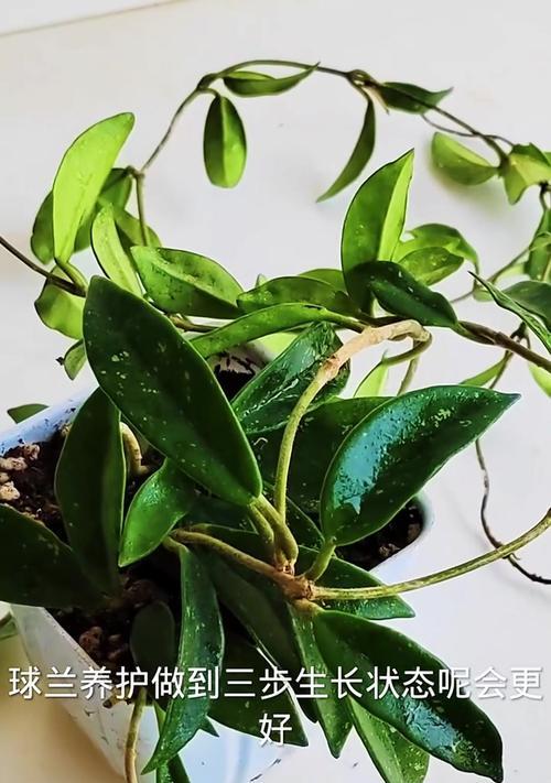 球兰不开花怎么办？FX农业网分享球兰养殖秘诀！