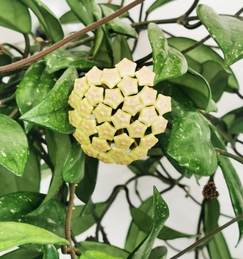 球兰不开花怎么办？FX农业网分享球兰养殖秘诀！