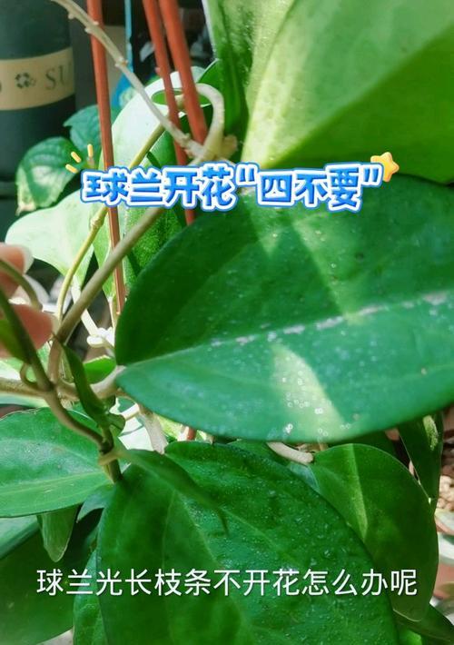 球兰不开花怎么办？FX农业网分享球兰养殖秘诀！