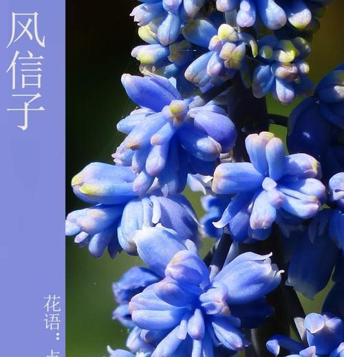 风信子开花周期是多久？如何延长花期？