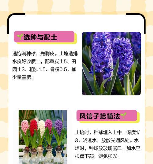 风信子开花周期是多久？如何延长花期？