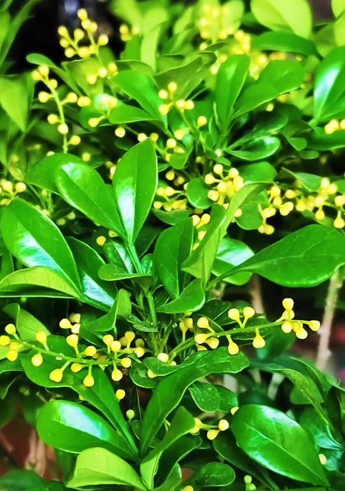 米兰花怎么养才能茁壮成长？米兰花养护的常见问题有哪些？
