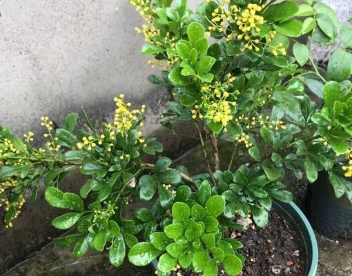 米兰花怎么养才能茁壮成长？米兰花养护的常见问题有哪些？