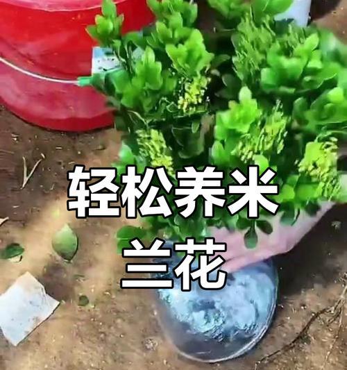 米兰花怎么养才能茁壮成长？米兰花养护的常见问题有哪些？