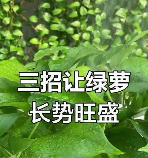 绿萝养护技巧有哪些？新手如何养好绿萝？