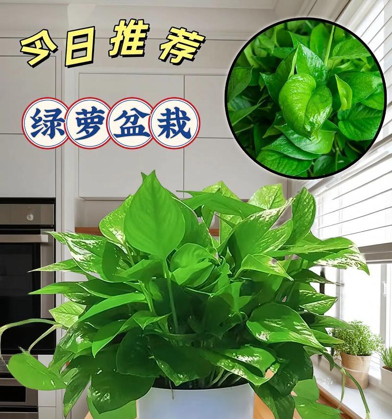 绿萝养护技巧有哪些？新手如何养好绿萝？
