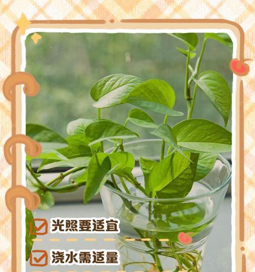 绿萝养护技巧有哪些？新手如何养好绿萝？