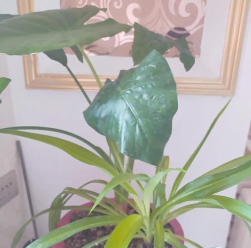 哪些盆栽含有毒素？养在家里有哪些风险？