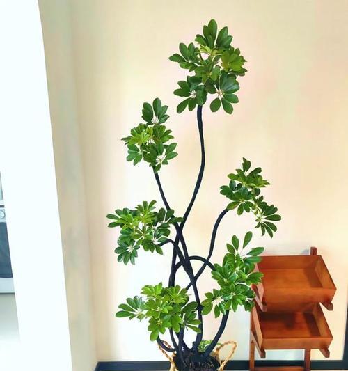 哪些盆栽含有毒素？养在家里有哪些风险？