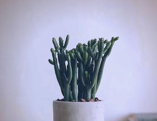 哪些盆栽含有毒素？养在家里有哪些风险？