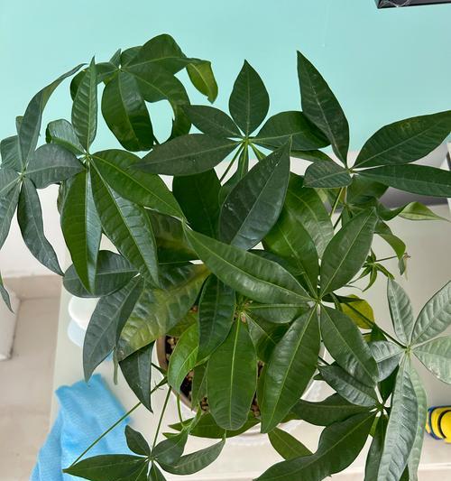 茉莉叶子发黄怎么办？应该施用哪种肥料？