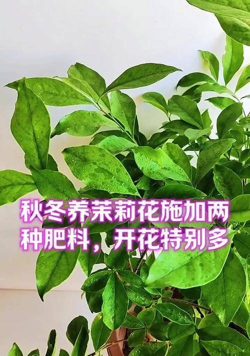 茉莉叶子发黄怎么办？应该施用哪种肥料？