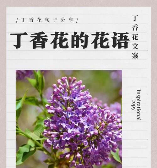 花语代表爱的含义是什么？如何正确表达爱意？