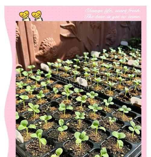 紫罗兰种植需要注意什么？最佳生长温度是多少？
