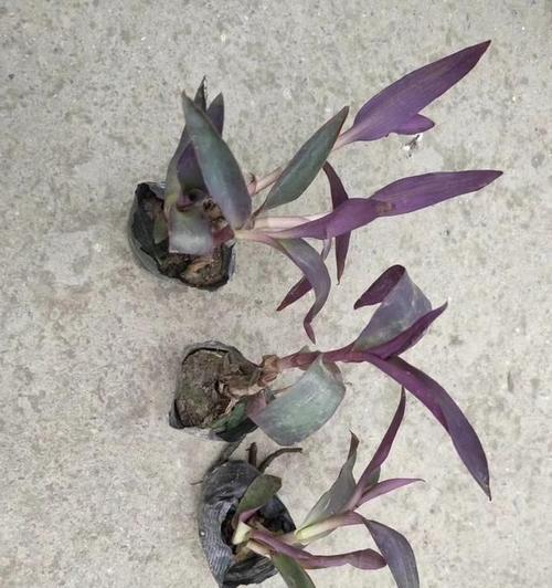 紫罗兰种植需要注意什么？最佳生长温度是多少？