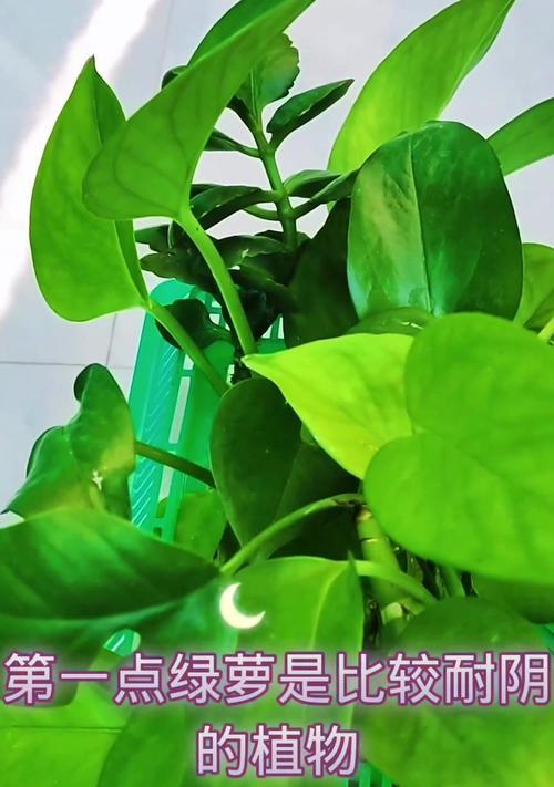 水培绿萝如何养护？水养绿萝有哪些技巧？