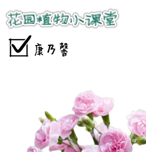 康乃馨什么时候开花？康乃馨的花语代表什么？