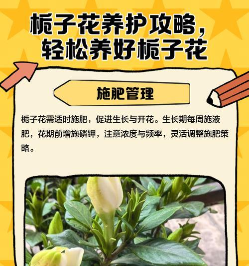 栀子花如何四季开花？科学养护的七大技巧是什么？