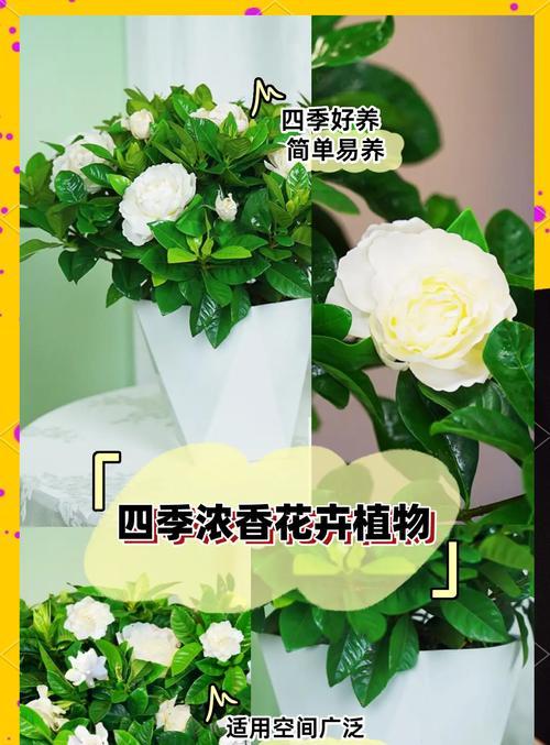 栀子花如何四季开花？科学养护的七大技巧是什么？
