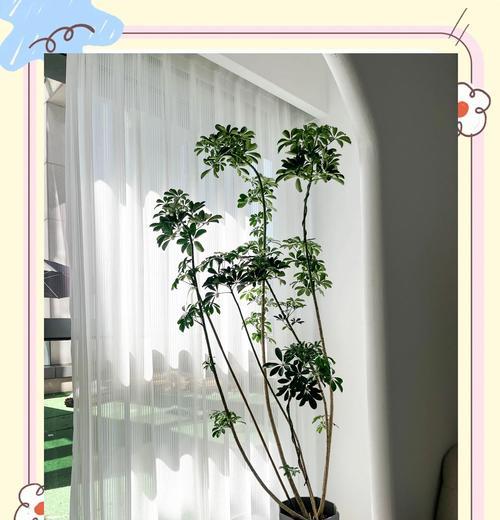 娥掌柴如何养护？有哪些常见问题？