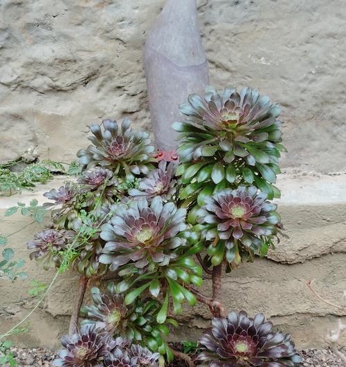 哪种植物花量大且耐寒耐热？如何养护？
