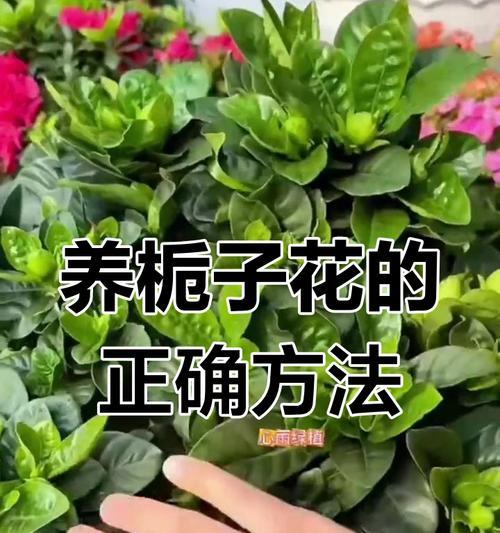栀子花不开花怎么办？如何护理栀子花使其开花？