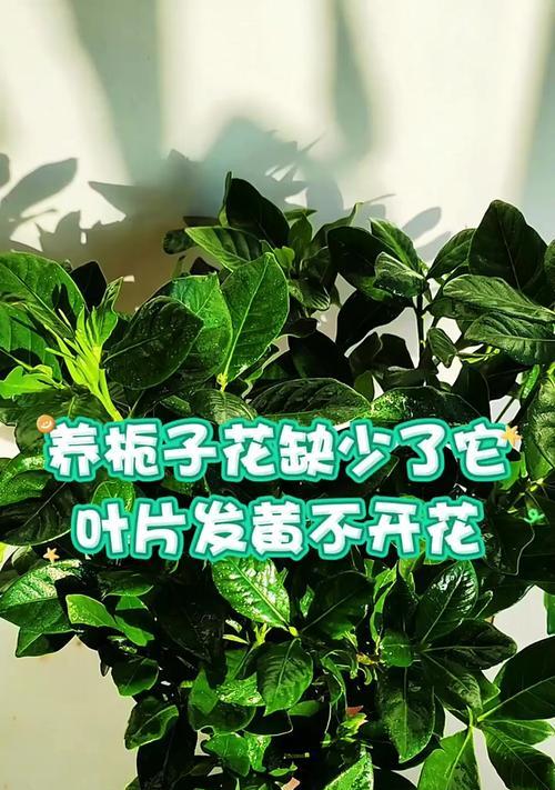 栀子花不开花怎么办？如何护理栀子花使其开花？