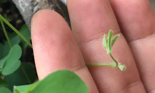 酢浆草种子繁殖困难吗？有种荚难以清除怎么办？