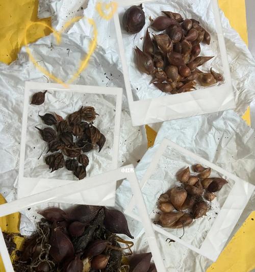 酢浆草种子繁殖困难吗？有种荚难以清除怎么办？