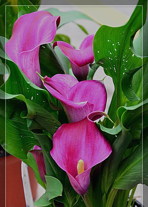 粉色马蹄莲两个月就能开花吗？花期长且美如何实现？
