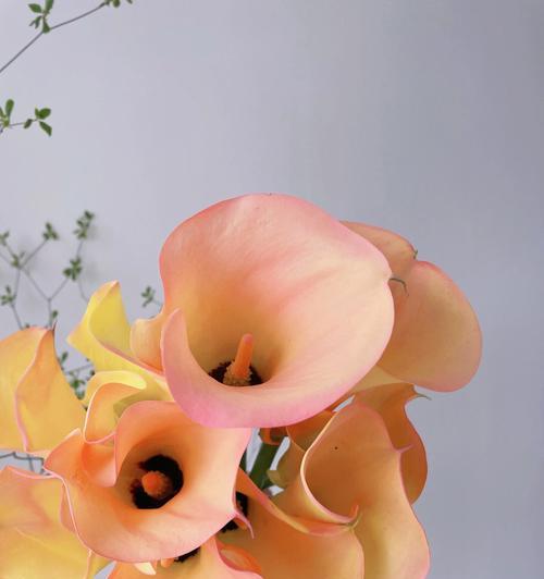 粉色马蹄莲两个月就能开花吗？花期长且美如何实现？
