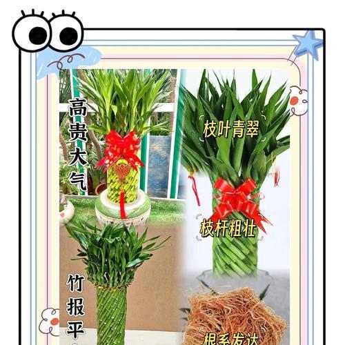 如何轻松养出好运竹？转运竹养护有哪些秘诀？