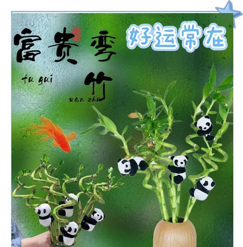 如何轻松养出好运竹？转运竹养护有哪些秘诀？