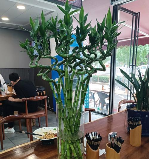 如何轻松养出好运竹？转运竹养护有哪些秘诀？