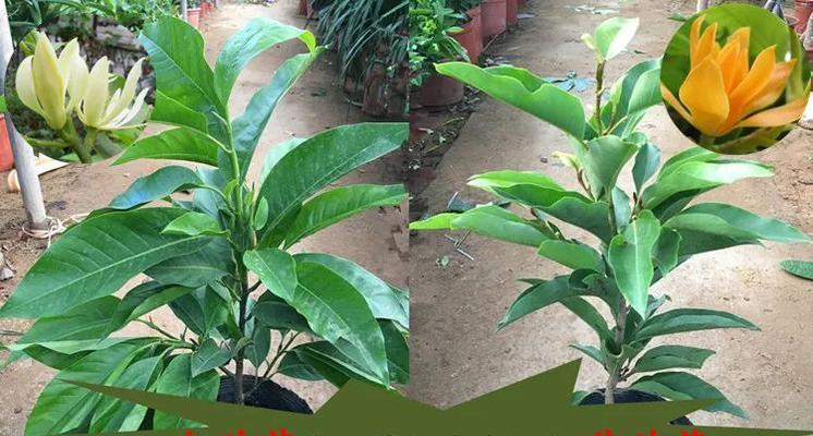白兰花怎么种植？种植技术有哪些要点？