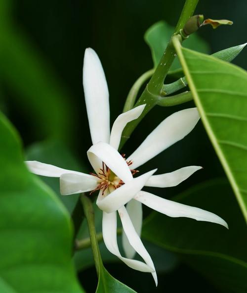 白兰花怎么种植？种植技术有哪些要点？