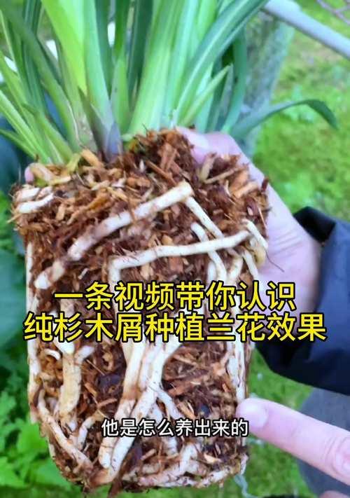 野生兰草如何养殖？养殖方法有哪些技巧？