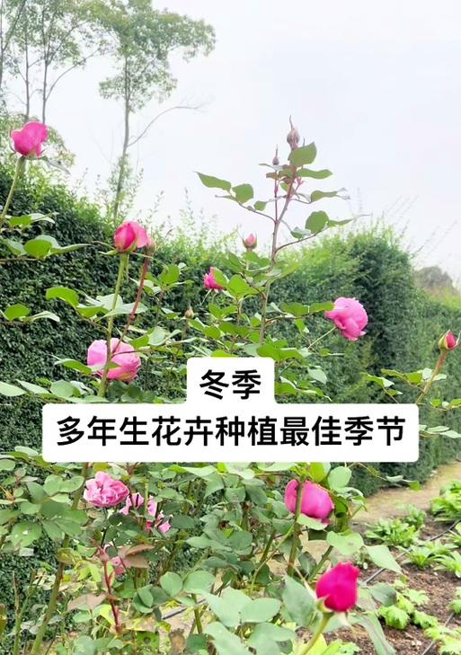哪些花卉属于一年生花卉？一年生花卉的特点是什么？