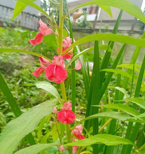 哪些花卉属于一年生花卉？一年生花卉的特点是什么？