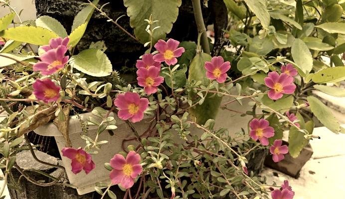 哪些花卉属于一年生花卉？一年生花卉的特点是什么？