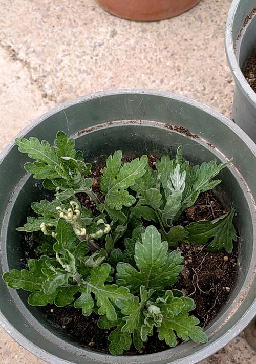 菊花扦插总失败？养护秘诀有哪些？