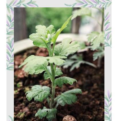 菊花扦插总失败？养护秘诀有哪些？