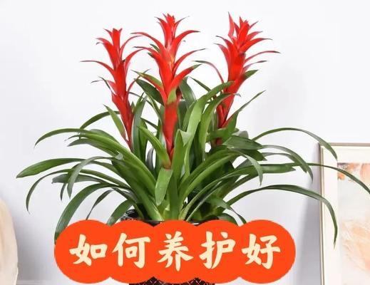如何养护鸿运当头让它更红艳？养护要点是什么？